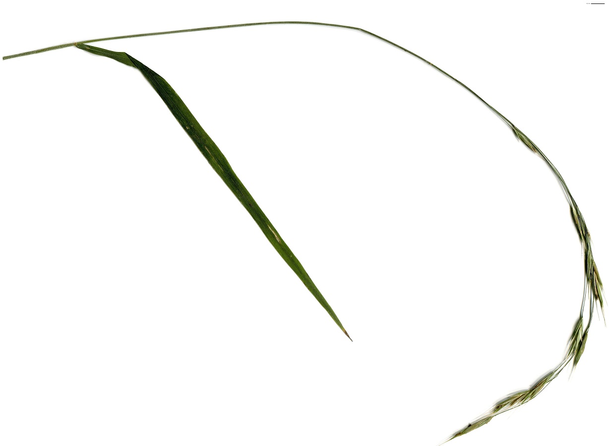 Bromopsis benekenii (Poaceae)